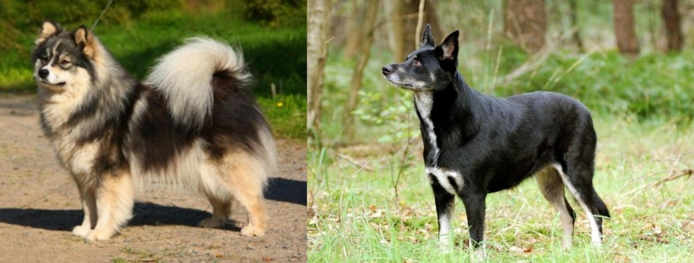 Lapponian Herder vs Finnish Lapphund - Breed Comparison