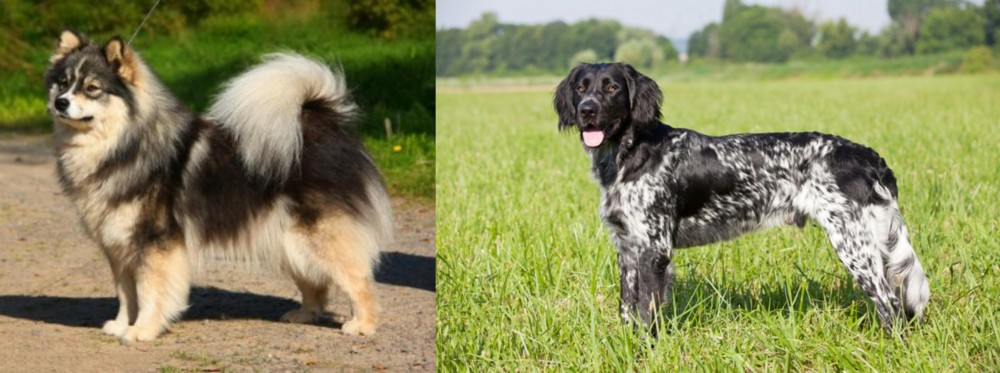 Large Munsterlander vs Finnish Lapphund - Breed Comparison