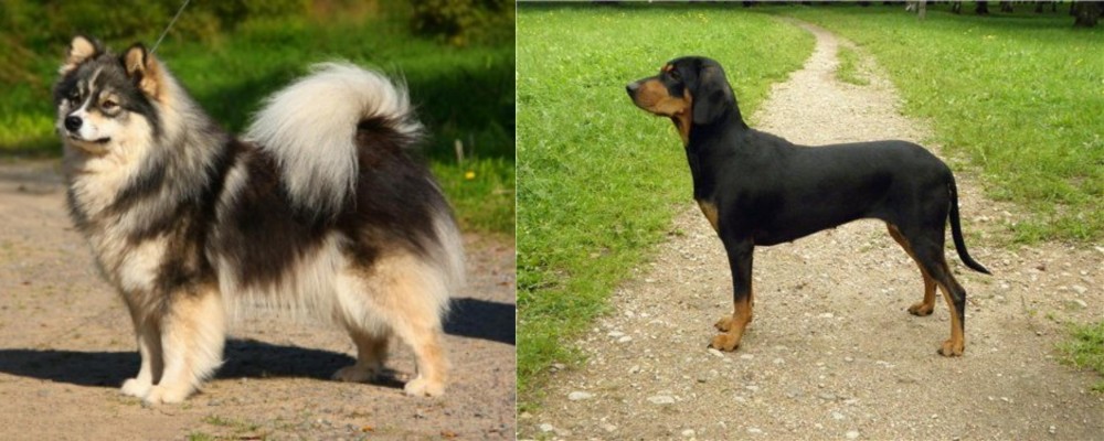 Latvian Hound vs Finnish Lapphund - Breed Comparison