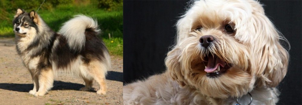 Lhasapoo vs Finnish Lapphund - Breed Comparison