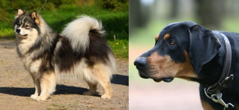 Lithuanian Hound vs Finnish Lapphund - Breed Comparison