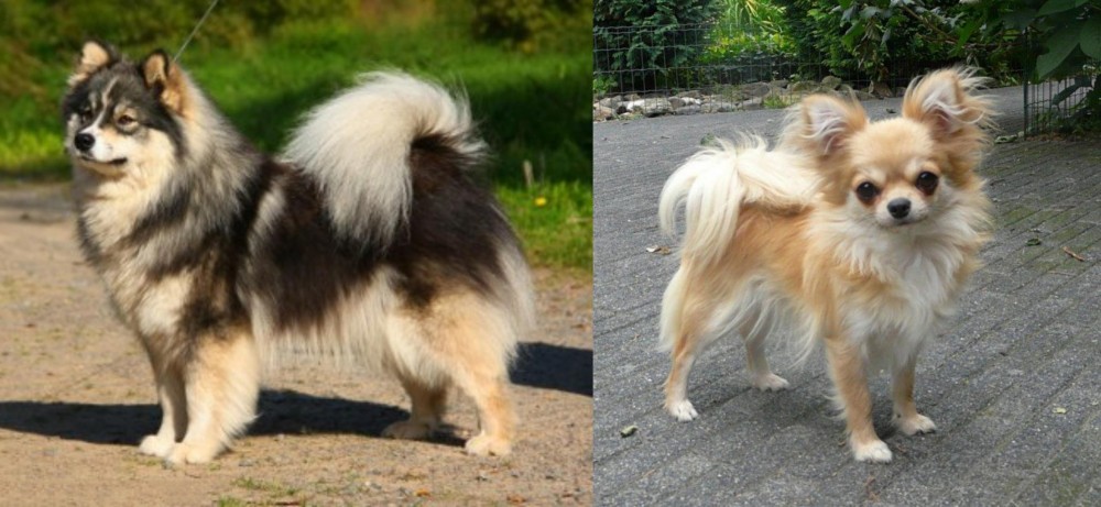 Long Haired Chihuahua vs Finnish Lapphund - Breed Comparison
