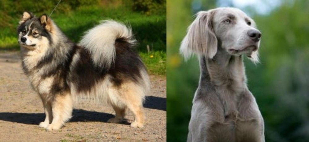 Longhaired Weimaraner vs Finnish Lapphund - Breed Comparison