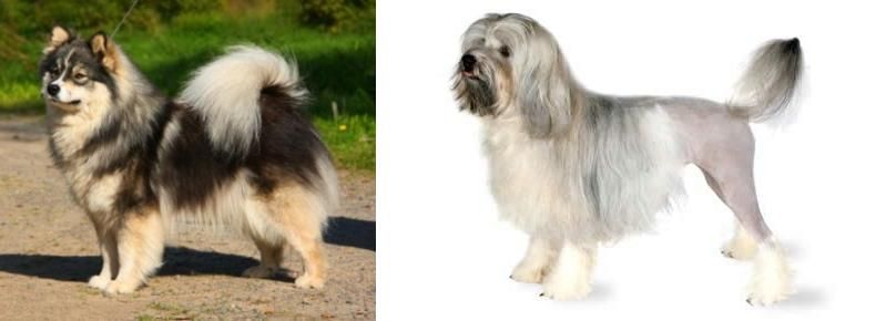 Lowchen vs Finnish Lapphund - Breed Comparison