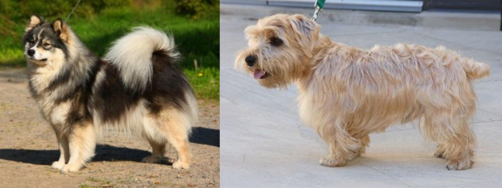 Lucas Terrier vs Finnish Lapphund - Breed Comparison