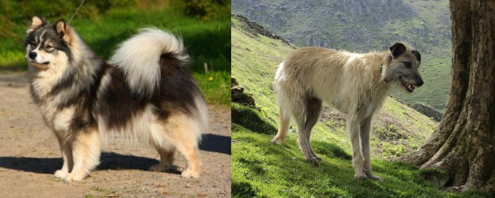 Lurcher vs Finnish Lapphund - Breed Comparison