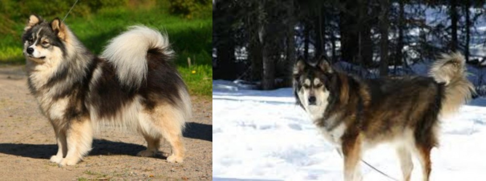 Mackenzie River Husky vs Finnish Lapphund - Breed Comparison