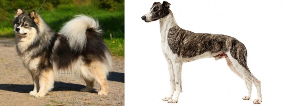 Magyar Agar vs Finnish Lapphund - Breed Comparison