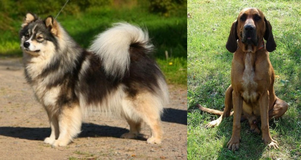 Majestic Tree Hound vs Finnish Lapphund - Breed Comparison
