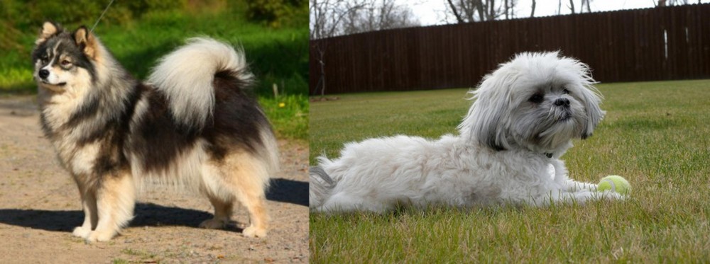 Mal-Shi vs Finnish Lapphund - Breed Comparison