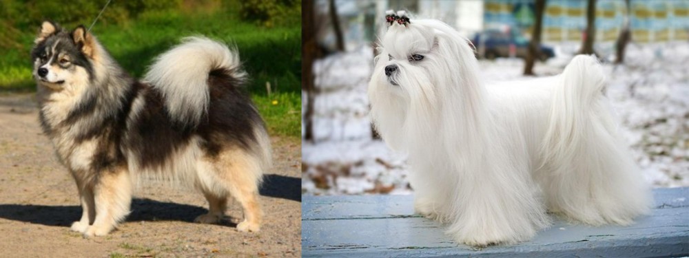 Maltese vs Finnish Lapphund - Breed Comparison
