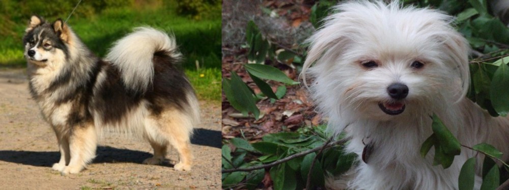 Malti-Pom vs Finnish Lapphund - Breed Comparison