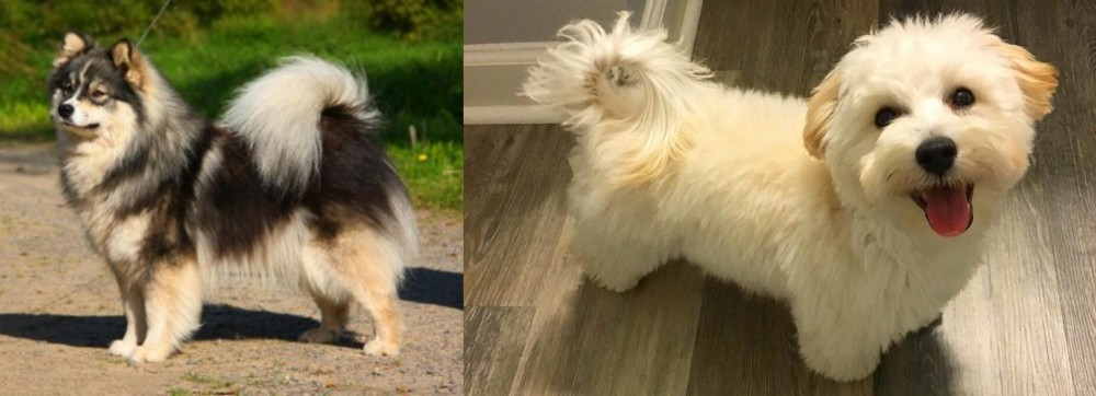 Maltipoo vs Finnish Lapphund - Breed Comparison