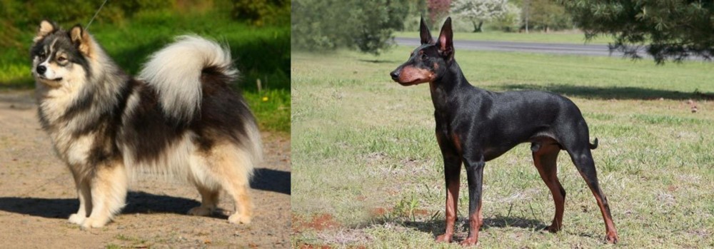 Manchester Terrier vs Finnish Lapphund - Breed Comparison