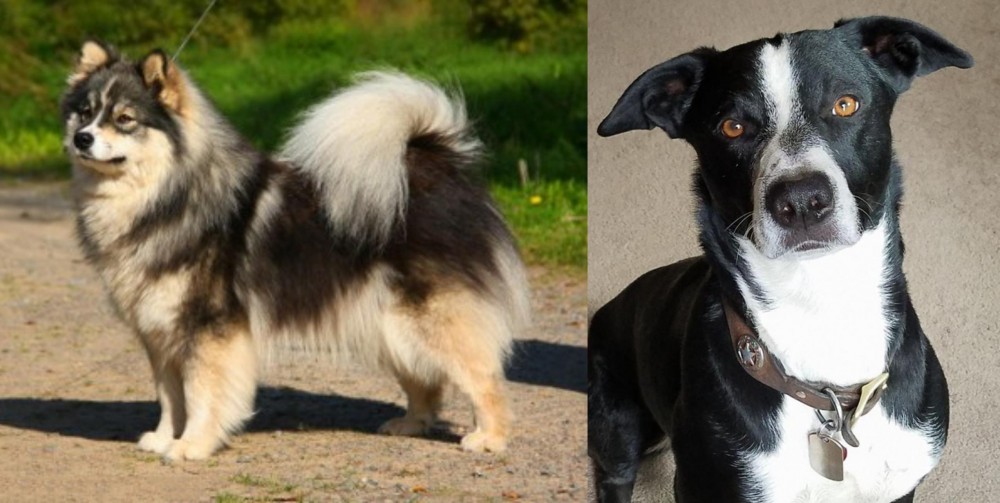 McNab vs Finnish Lapphund - Breed Comparison