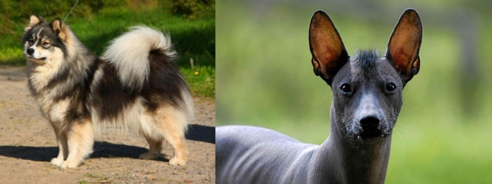 Mexican Hairless vs Finnish Lapphund - Breed Comparison