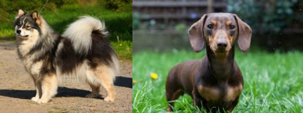 Miniature Dachshund vs Finnish Lapphund - Breed Comparison