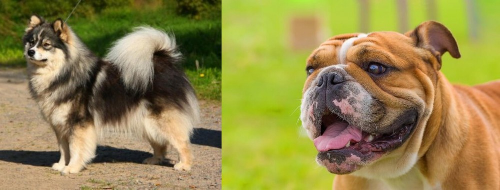 Miniature English Bulldog vs Finnish Lapphund - Breed Comparison