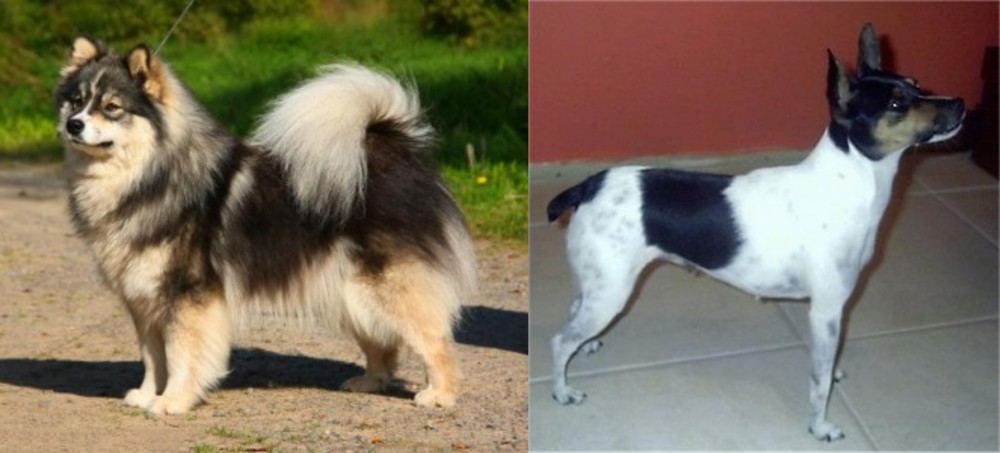 Miniature Fox Terrier vs Finnish Lapphund - Breed Comparison