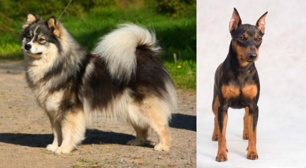 Miniature Pinscher vs Finnish Lapphund - Breed Comparison