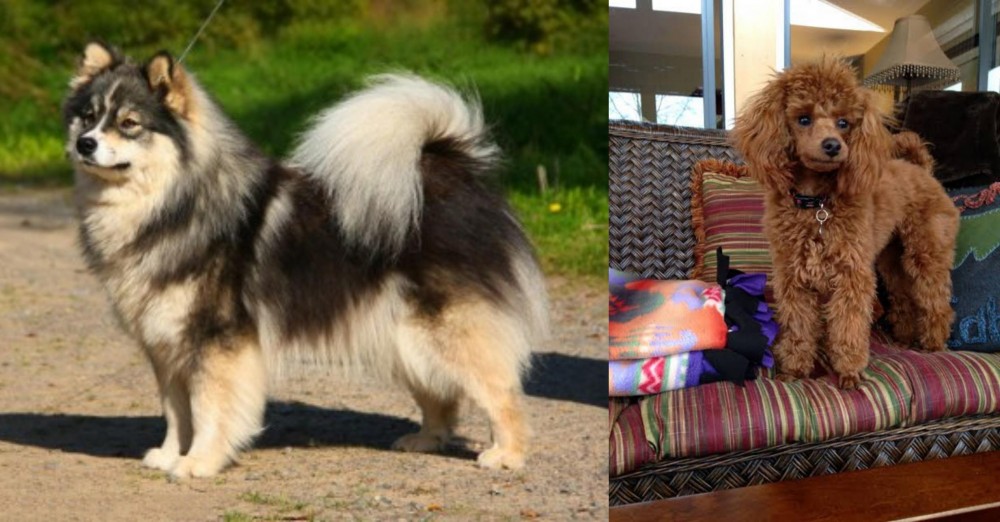 Miniature Poodle vs Finnish Lapphund - Breed Comparison