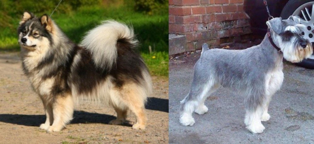 Miniature Schnauzer vs Finnish Lapphund - Breed Comparison