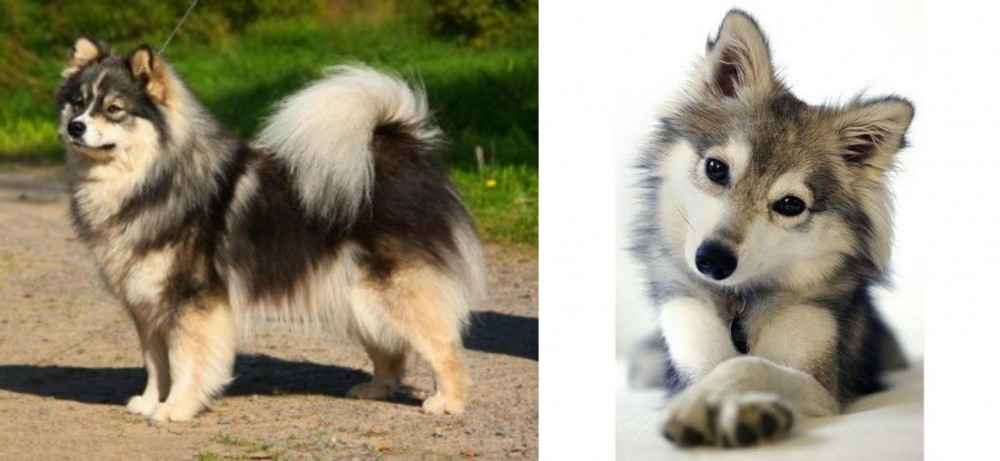 Miniature Siberian Husky vs Finnish Lapphund - Breed Comparison