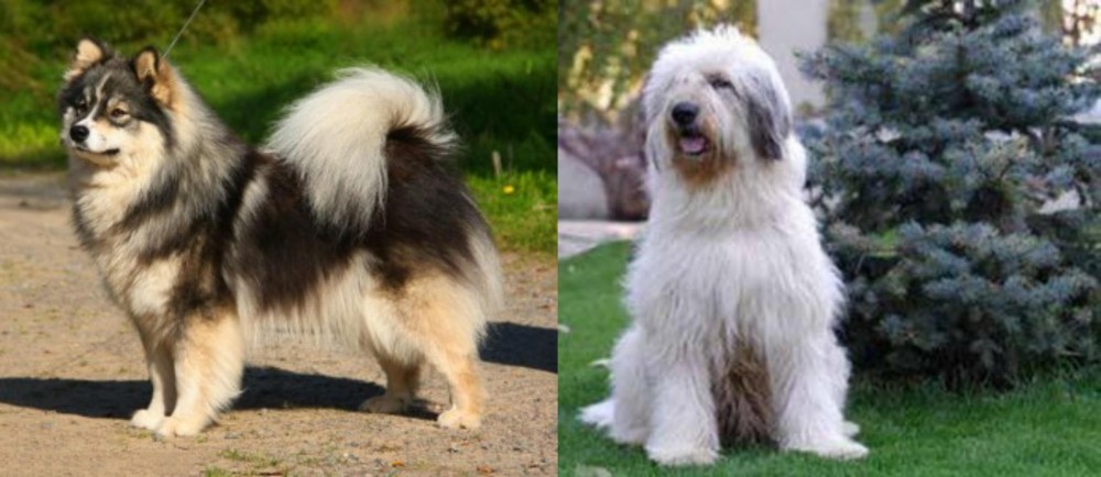 Mioritic Sheepdog vs Finnish Lapphund - Breed Comparison