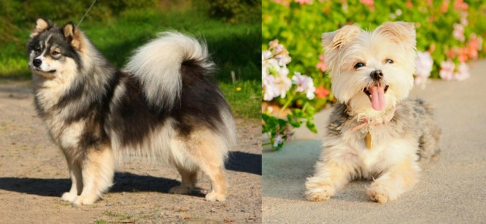 Morkie vs Finnish Lapphund - Breed Comparison