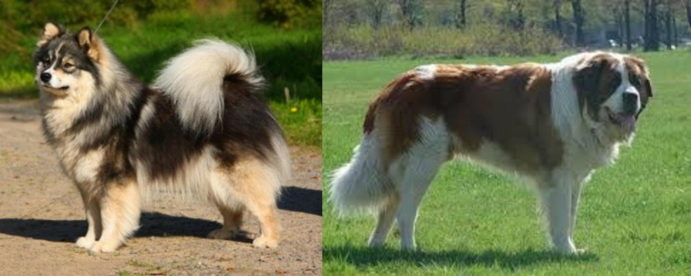 Moscow Watchdog vs Finnish Lapphund - Breed Comparison