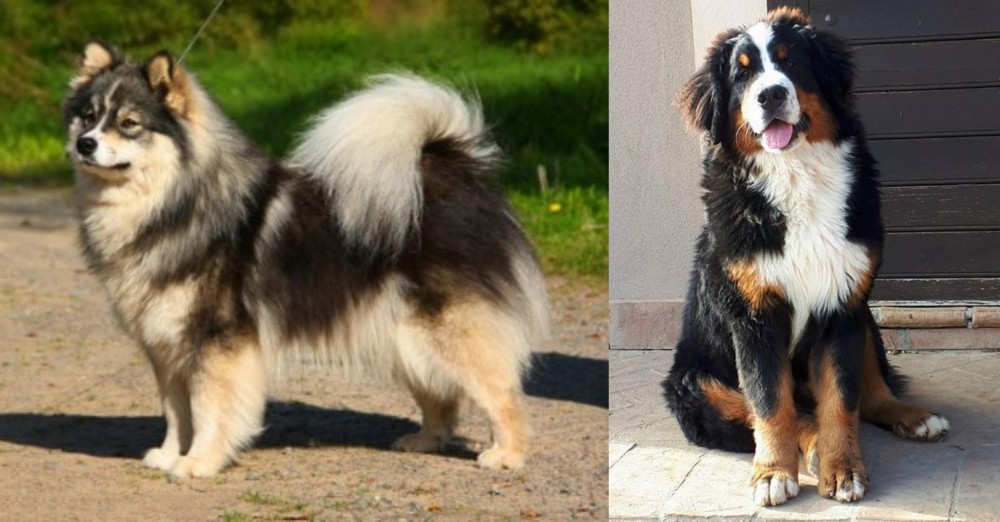 Mountain Burmese vs Finnish Lapphund - Breed Comparison
