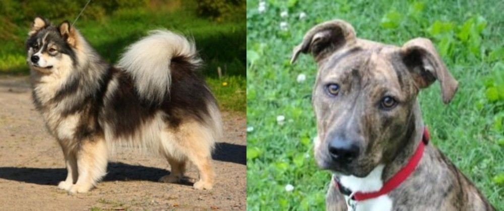Mountain Cur vs Finnish Lapphund - Breed Comparison