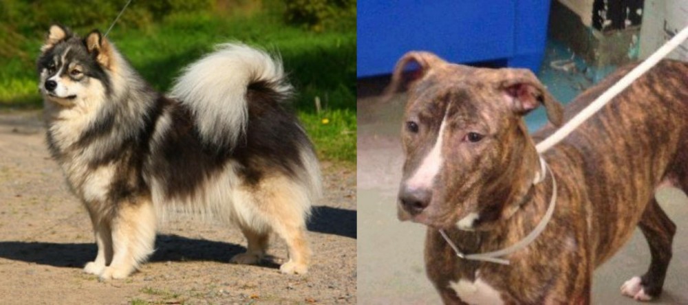 Mountain View Cur vs Finnish Lapphund - Breed Comparison