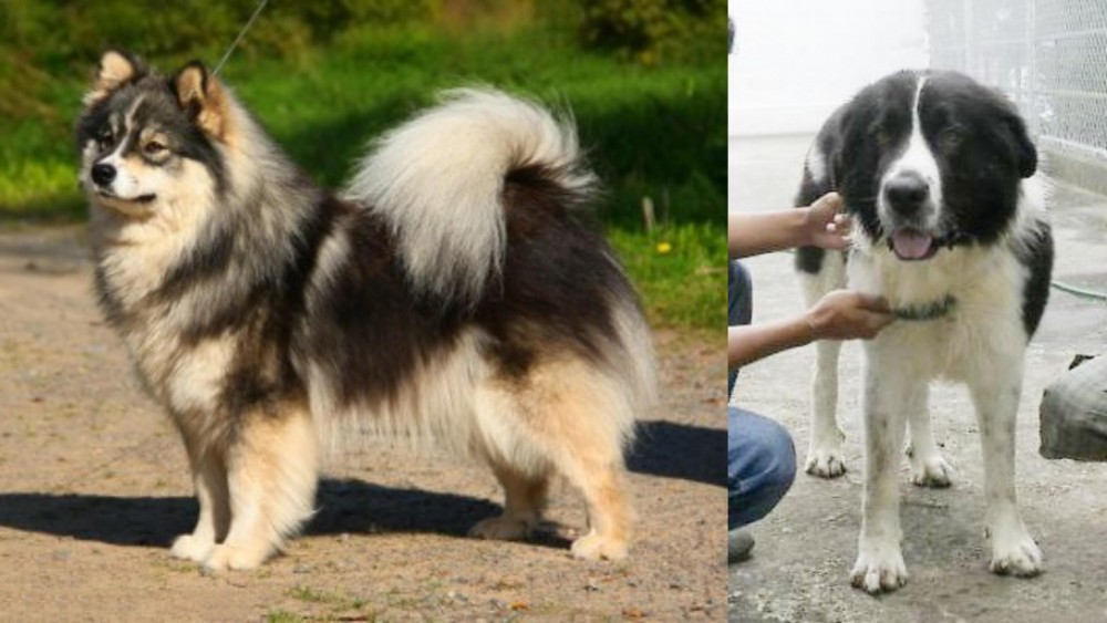 Mucuchies vs Finnish Lapphund - Breed Comparison