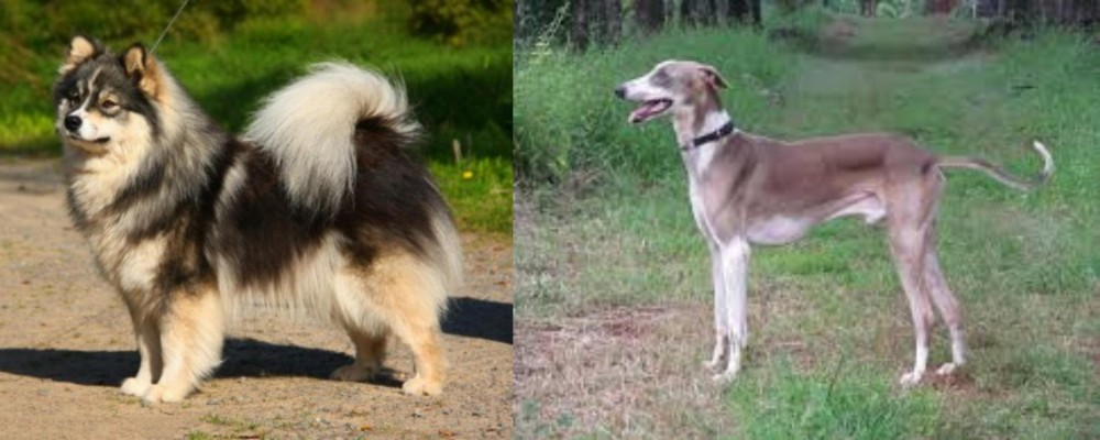 Mudhol Hound vs Finnish Lapphund - Breed Comparison