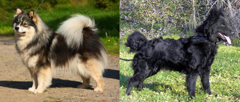 Mudi vs Finnish Lapphund - Breed Comparison