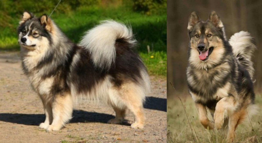 Native American Indian Dog vs Finnish Lapphund - Breed Comparison