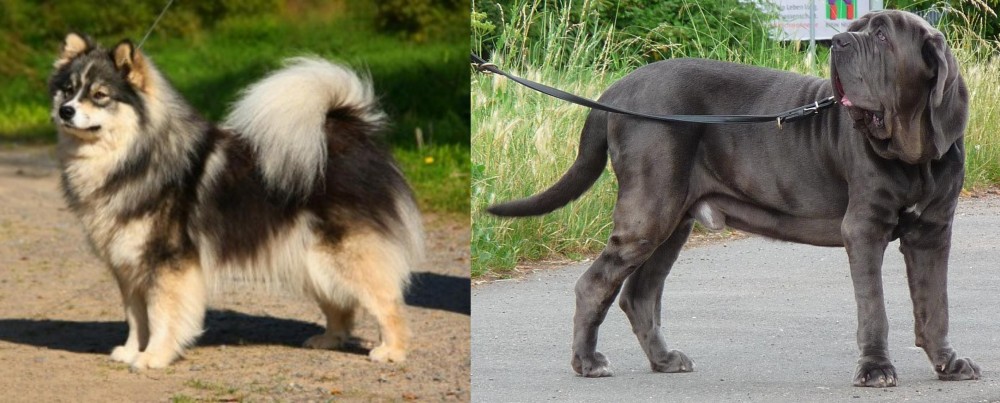 Neapolitan Mastiff vs Finnish Lapphund - Breed Comparison