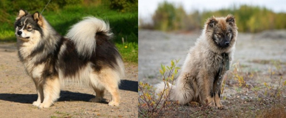 Nenets Herding Laika vs Finnish Lapphund - Breed Comparison