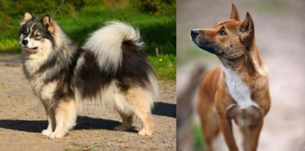 New Guinea Singing Dog vs Finnish Lapphund - Breed Comparison