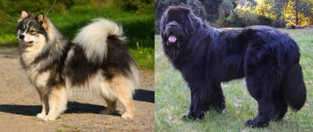 Newfoundland Dog vs Finnish Lapphund - Breed Comparison