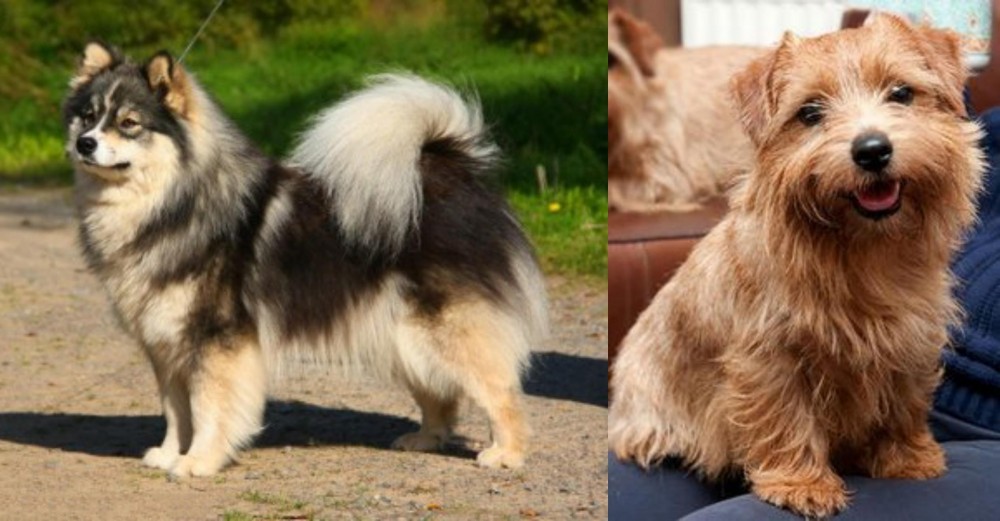 Norfolk Terrier vs Finnish Lapphund - Breed Comparison