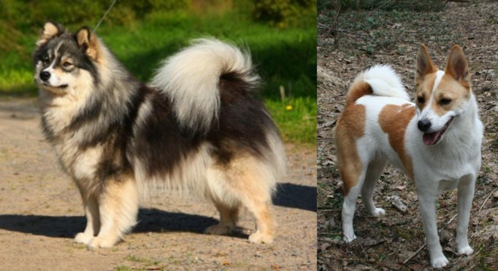 Norrbottenspets vs Finnish Lapphund - Breed Comparison