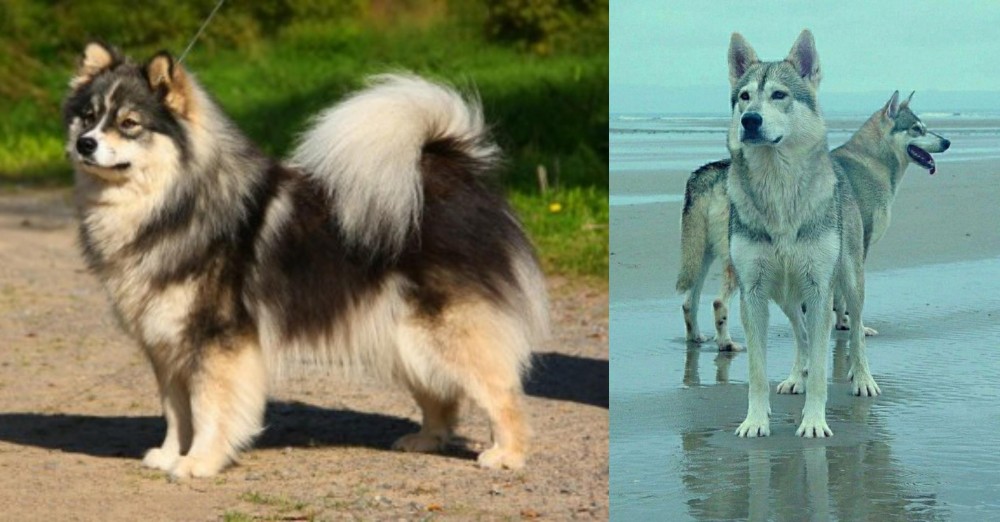 Northern Inuit Dog vs Finnish Lapphund - Breed Comparison