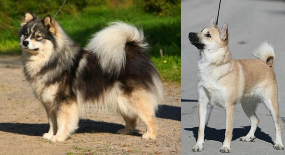 Norwegian Buhund vs Finnish Lapphund - Breed Comparison
