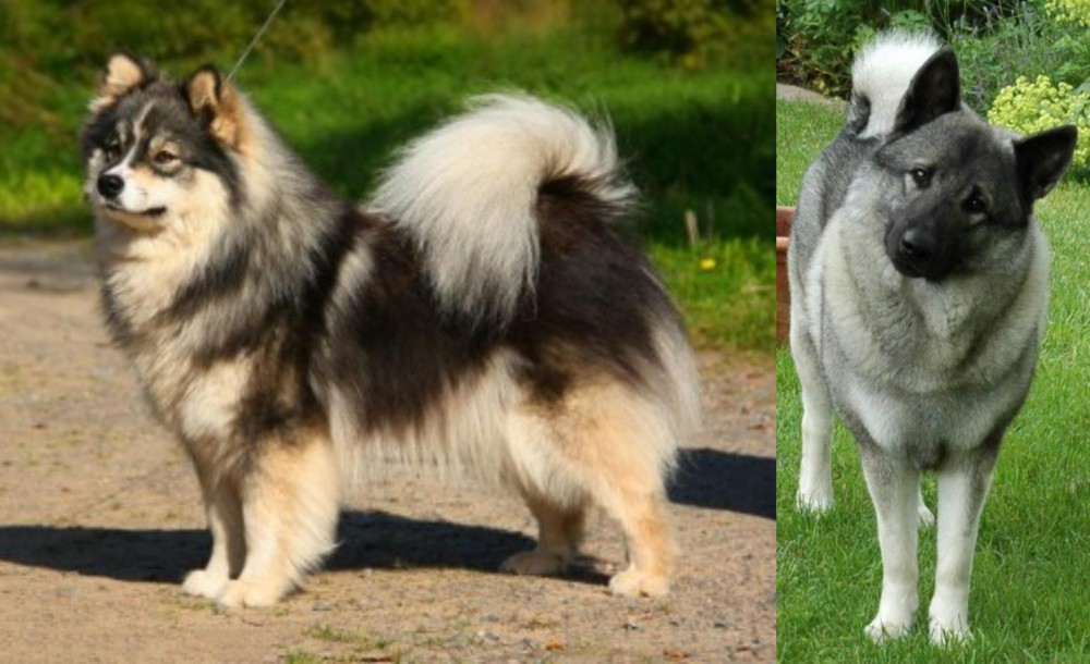 Norwegian Elkhound vs Finnish Lapphund - Breed Comparison