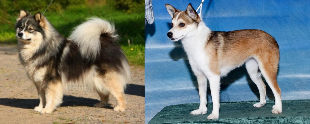 Norwegian Lundehund vs Finnish Lapphund - Breed Comparison