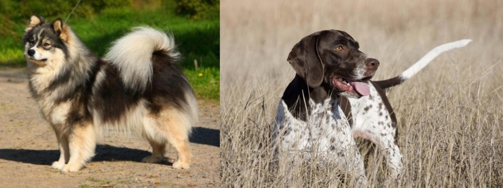 Old Danish Pointer vs Finnish Lapphund - Breed Comparison