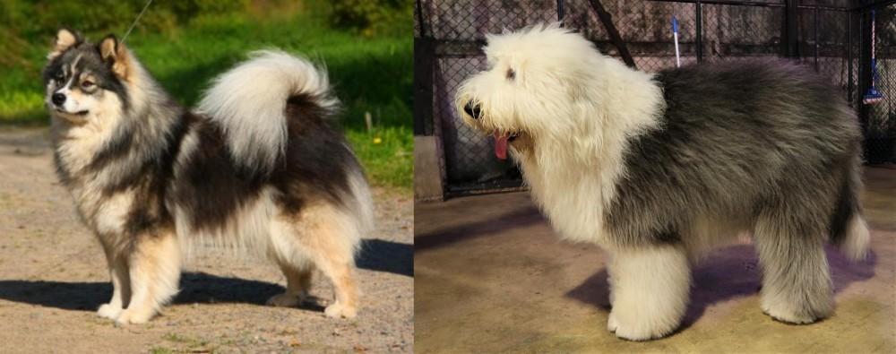 Old English Sheepdog vs Finnish Lapphund - Breed Comparison