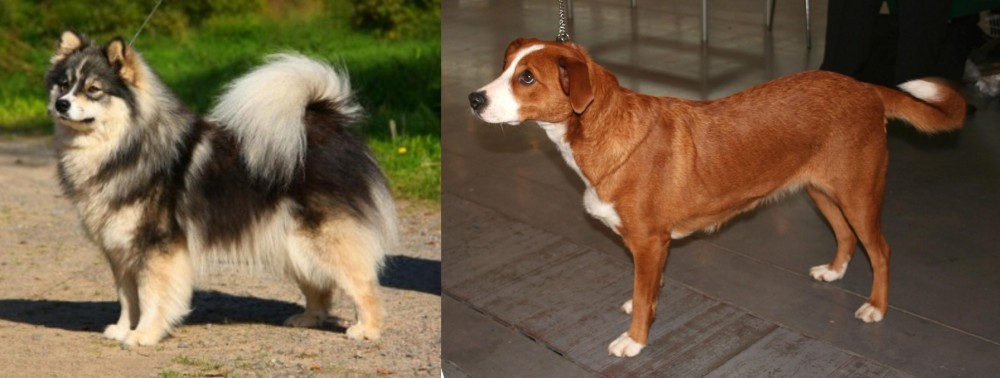 Osterreichischer Kurzhaariger Pinscher vs Finnish Lapphund - Breed Comparison